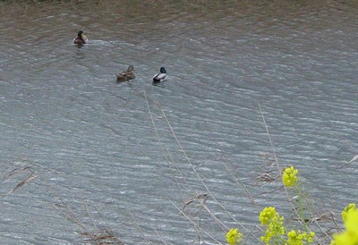 b0052108_8565583.jpg