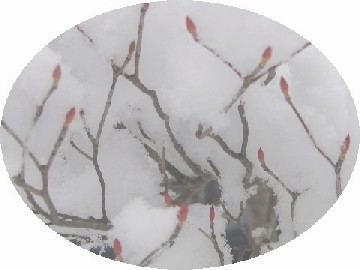c0020059_1036075.jpg