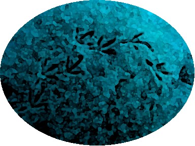 c0020059_9473629.jpg