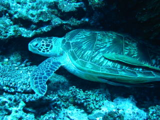 c0034029_1115583.jpg
