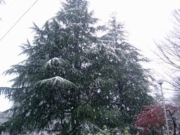 b0058936_20153949.jpg