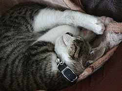 c0035001_15252442.jpg