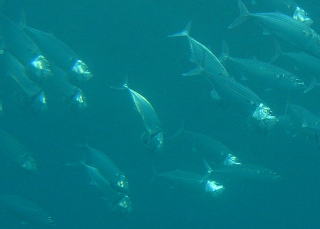 c0034029_233553.jpg