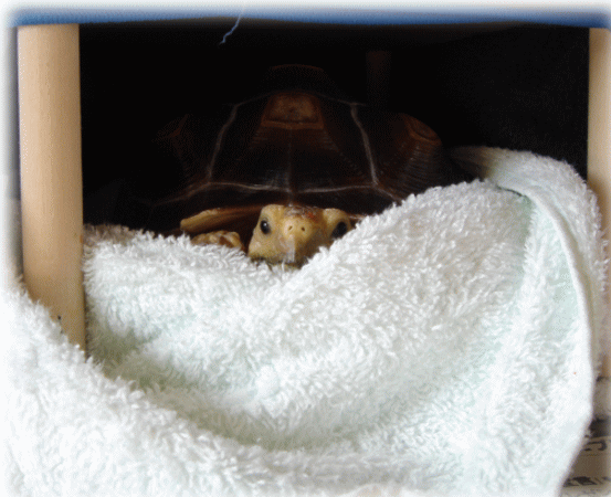 b0055276_1953831.gif