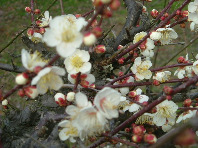b0044296_0481096.jpg