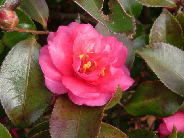 b0055171_15264563.jpg