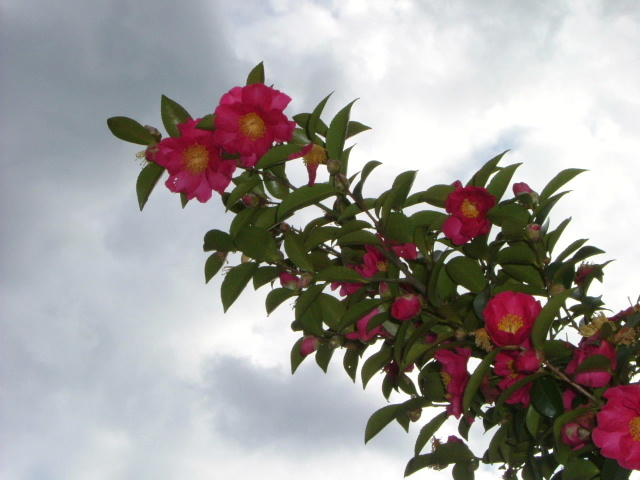 b0055171_15465644.jpg
