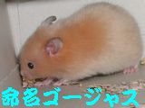b0016983_1029337.jpg