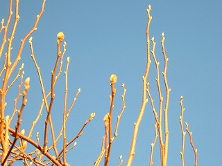 a0034419_15561940.jpg