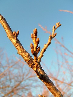 a0034419_1556625.jpg