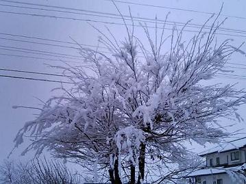 a0014840_2114787.jpg