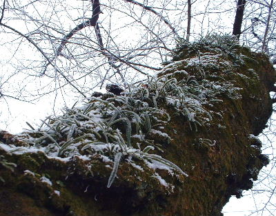 b0015260_9405621.jpg