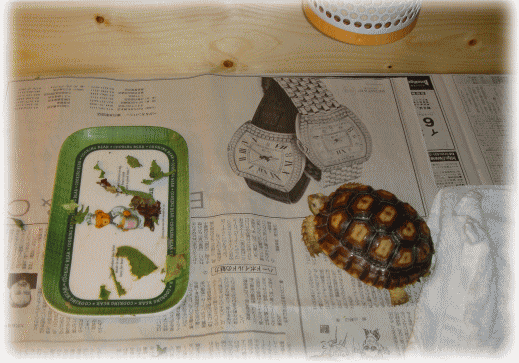 b0055276_2328971.gif