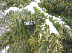 b0046038_9531124.jpg