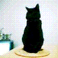 b0061261_21325539.gif