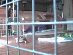 b0055276_121528.gif