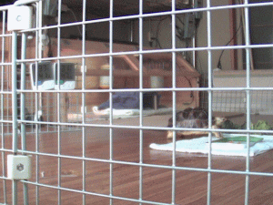 b0055276_1295616.gif