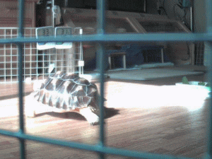 b0055276_1311369.gif