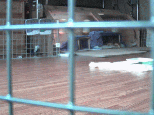 b0055276_13277.gif