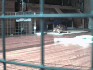 b0055276_1331133.gif