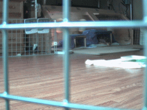 b0055276_13454.gif