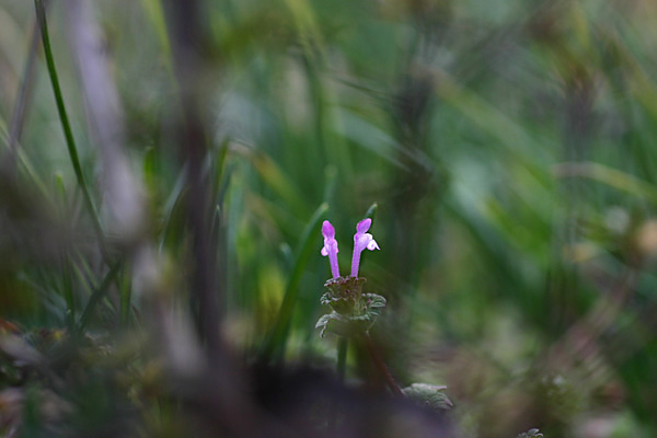b0067789_8105212.jpg