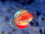 c0037447_205895.jpg