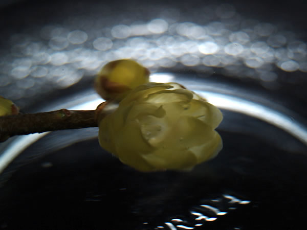 c0021726_20481265.jpg