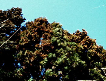 b0015260_21311099.jpg