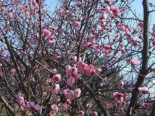 b0061107_12553269.jpg