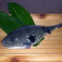 c0038034_9301629.jpg