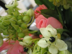 c0005899_8105040.jpg