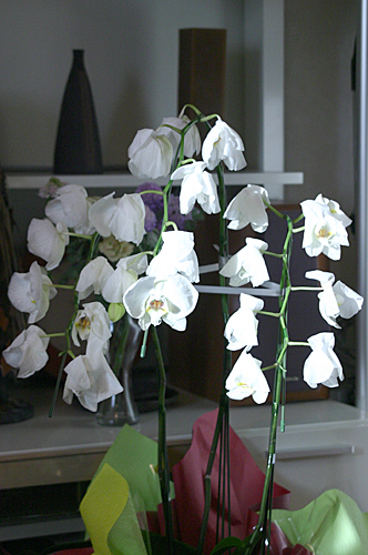 a0016311_16262099.jpg