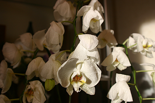 a0016311_1629157.jpg