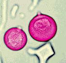 b0053414_2323712.gif