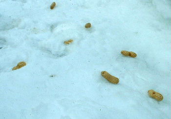 b0015260_11562540.jpg