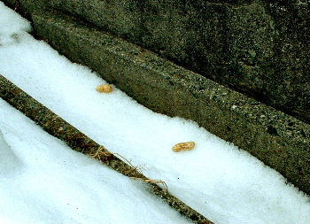 b0015260_11563646.jpg