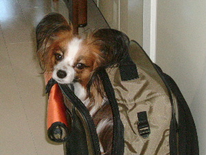 c0044199_22252013.jpg