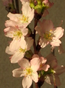 c0027871_8382929.jpg