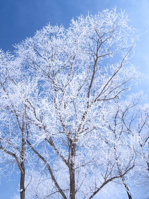 c0008502_20311472.jpg