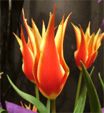 c0022913_155545100.gif