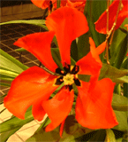 c0022913_15555771.gif