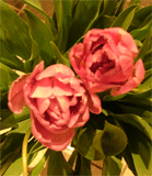 c0022913_1556625.gif