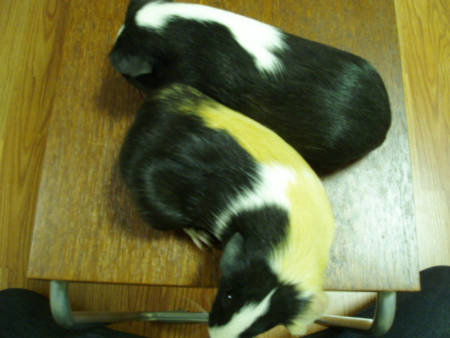 c0037103_965756.jpg