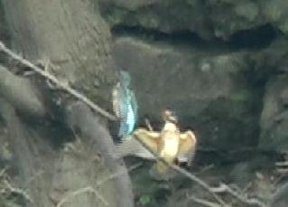 c0047906_11153048.jpg