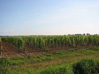 c0014416_446516.jpg