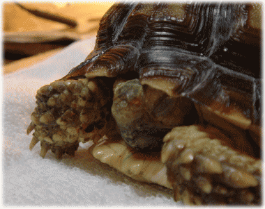 b0055276_0255249.gif