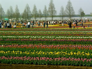 b0040332_162667.jpg