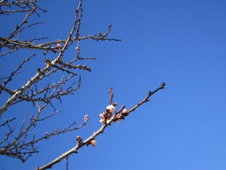 b0043897_921864.jpg