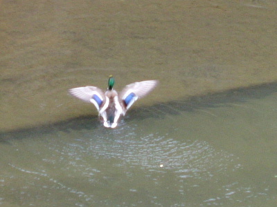 c0044199_21333720.jpg